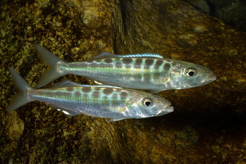 Bathybates fasciatus 'Sibwesa'